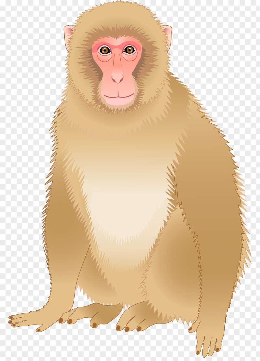 Monkey Download PNG