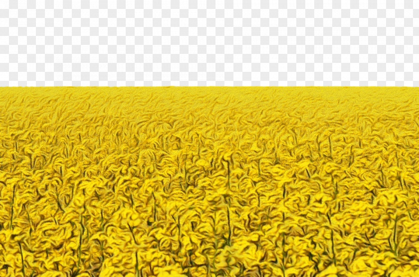 Agriculture Crop Rapeseed Field Mustard Yellow Plant PNG