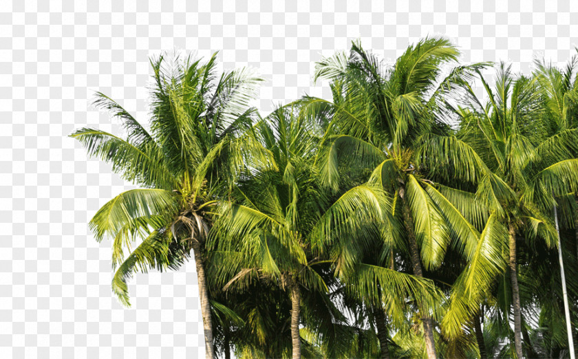 Coconut Oil Arecaceae Tree Technology PNG