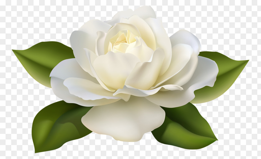 Pale Yellow Rose White Flower Clip Art PNG