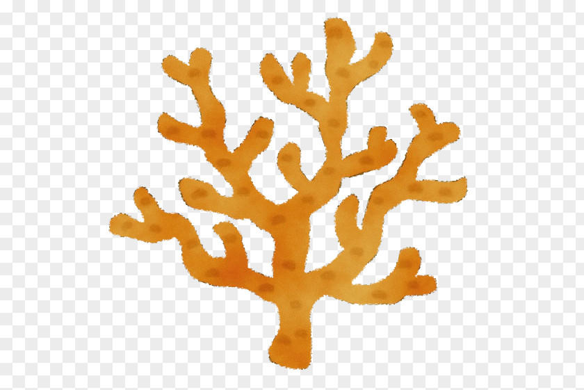 Plant Coral Tree PNG