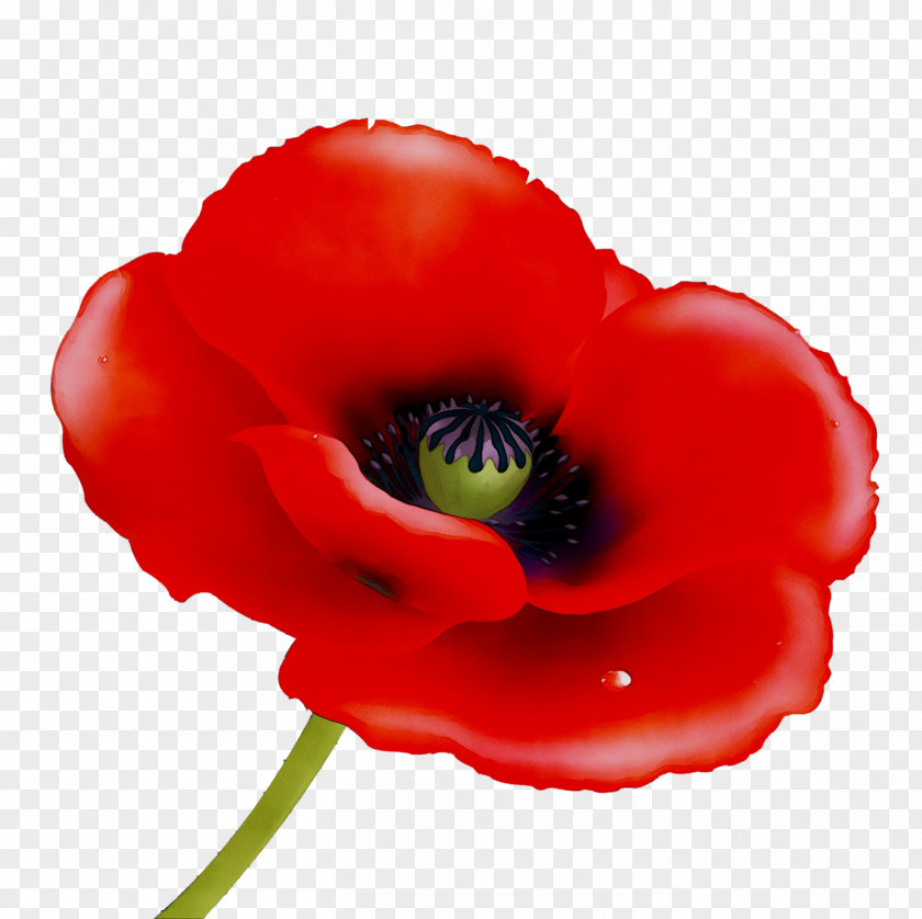 Remembrance Poppy Vector Graphics Stock Photography Image PNG