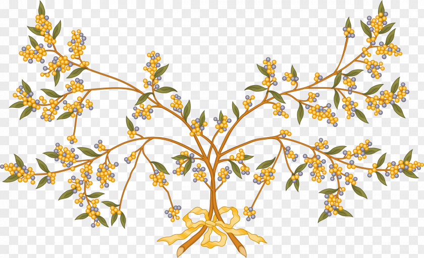 Australia Wattle Clip Art PNG