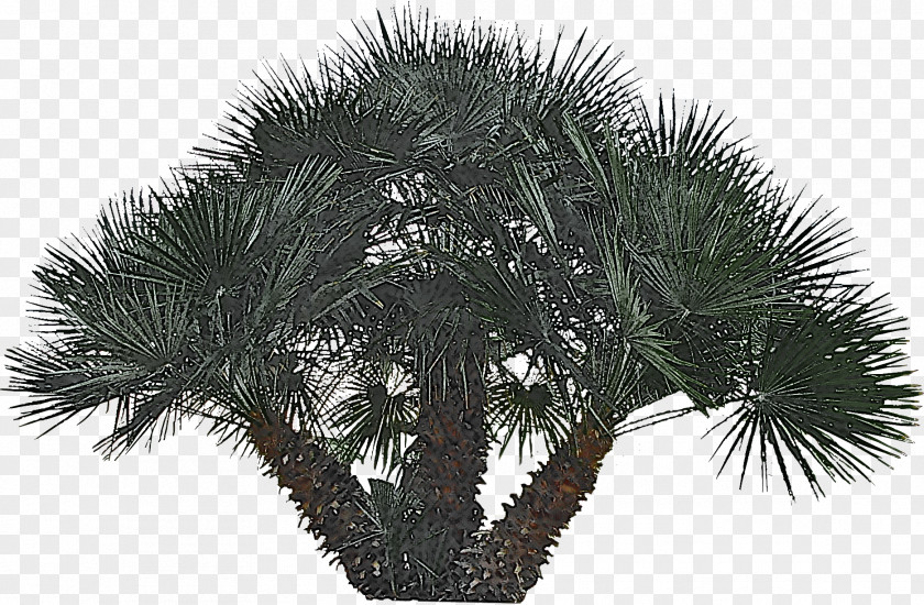 Borassus Flabellifer Elaeis Palm Tree PNG