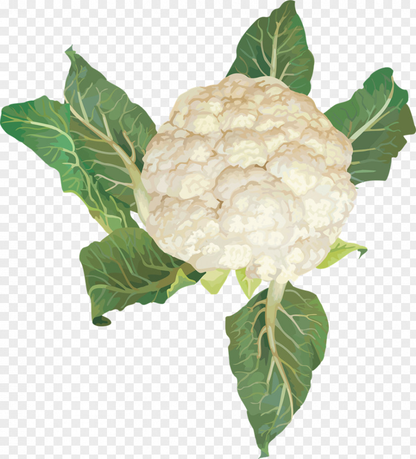 Cabbage Cauliflower Vegetable Clip Art PNG