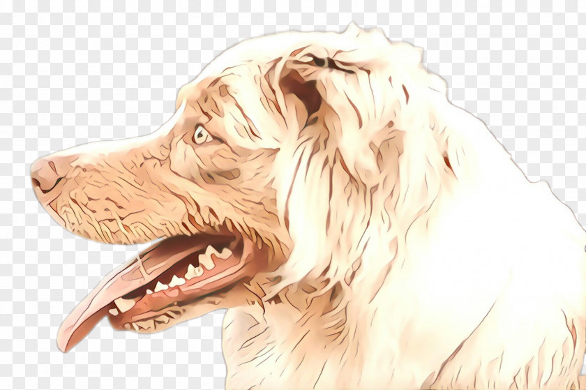 Drawing Spaniel Dog Breed Sporting Group Companion Setter PNG