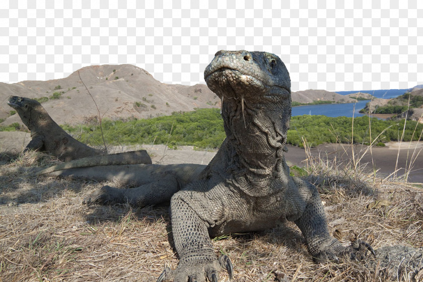 Komodo National Park Dragon Rinca Beijing World PNG