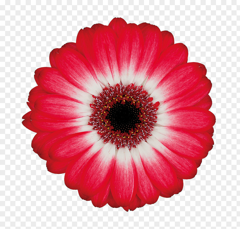 Transvaal Daisy Cut Flowers Magenta Salmon (color) PNG