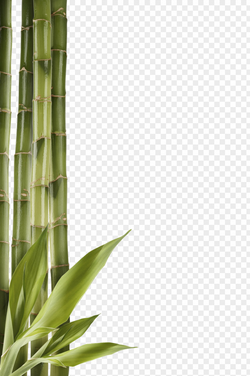 Bamboo Clipart Clip Art PNG