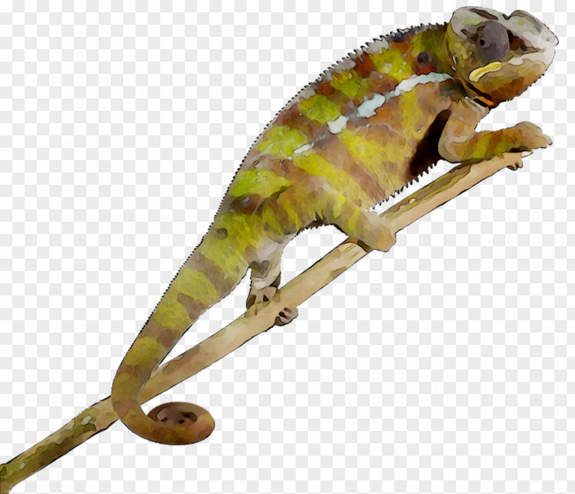 Chameleons African Chameleon Gecko Fauna Terrestrial Animal PNG