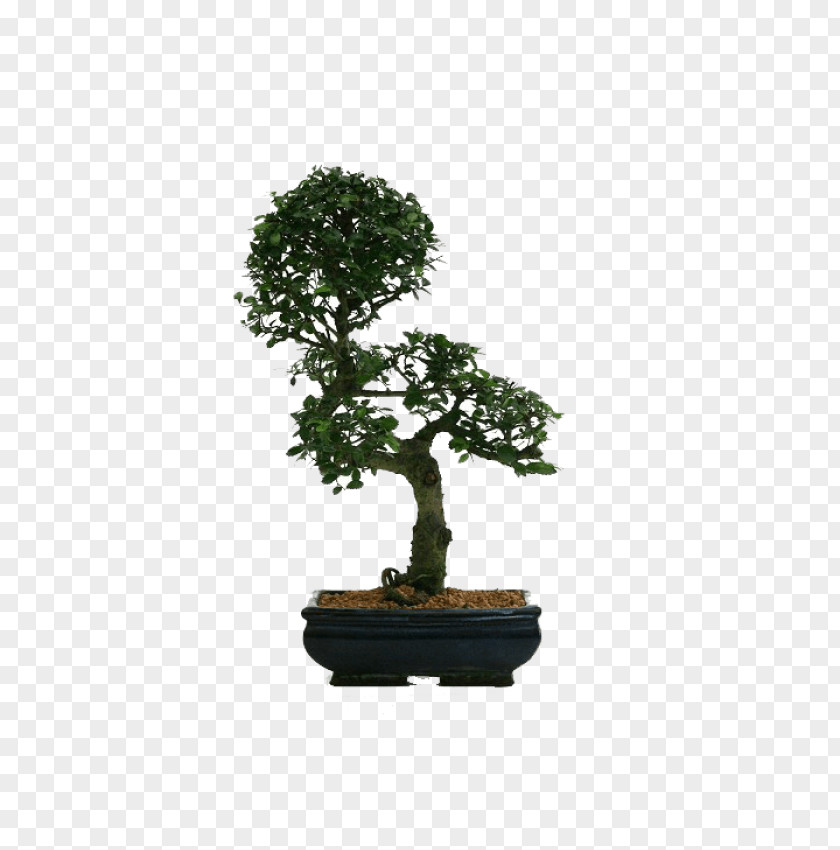 Chinese Sweet Plum Flowerpot Tree Sageretia PNG