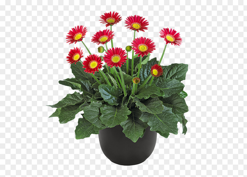 Chrysanthemum Marguerite Daisy Transvaal Floral Design Family PNG