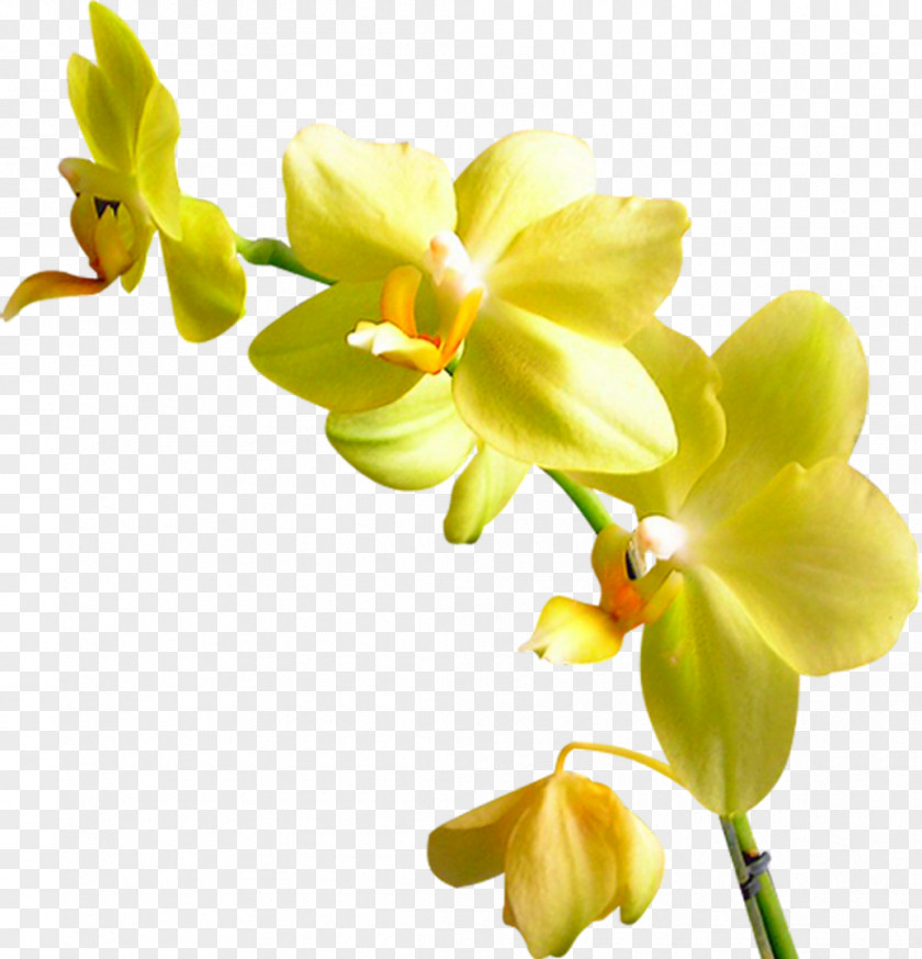 Flower Orchids Clip Art Image PNG