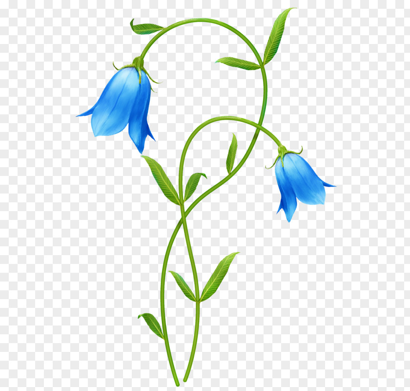 Hand-painted Blue Lily Of The Valley Flower Clip Art PNG