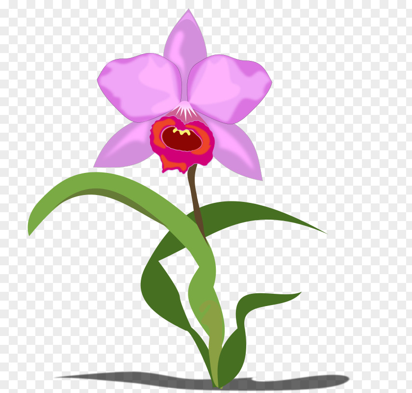 Orchid Cliparts Orchids Flower Free Content Clip Art PNG