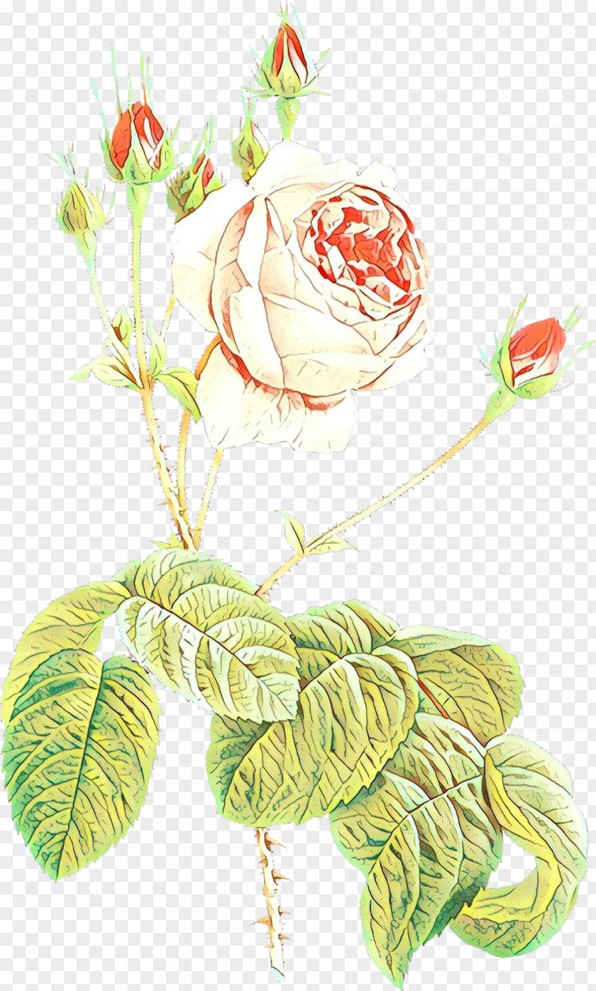 Rose Family Flowering Plant Bouquet Of Flowers Drawing PNG