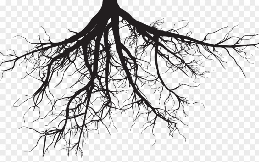Tree Root Drawing Clip Art PNG