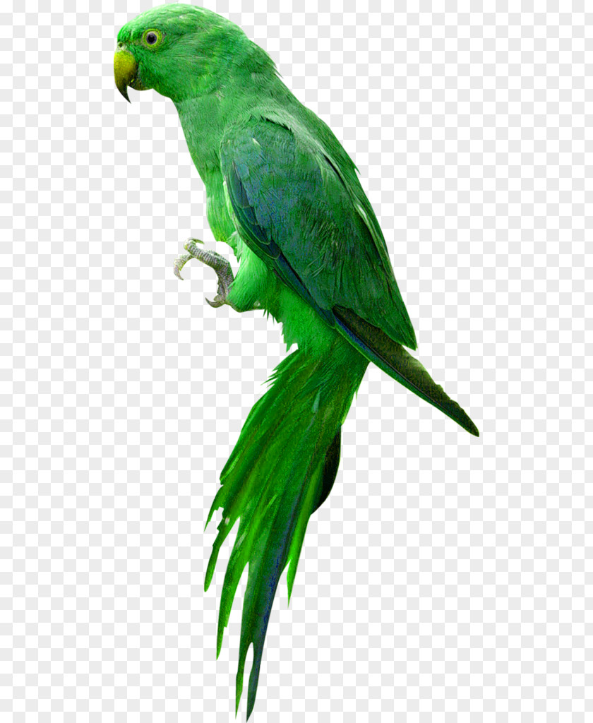 Bird Cockatiel Clip Art PNG
