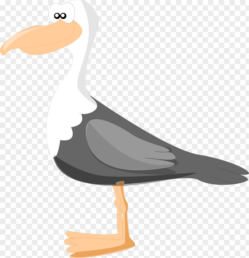 Bird Large White-headed Gulls Duck Drawing PNG