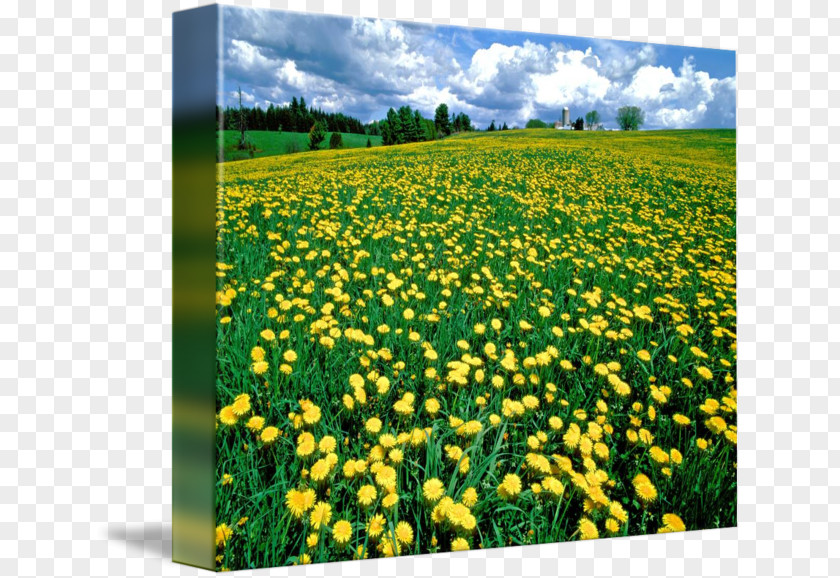 Canola Gallery Wrap Meadow Canvas Art PNG wrap Art, dandelion music clipart PNG