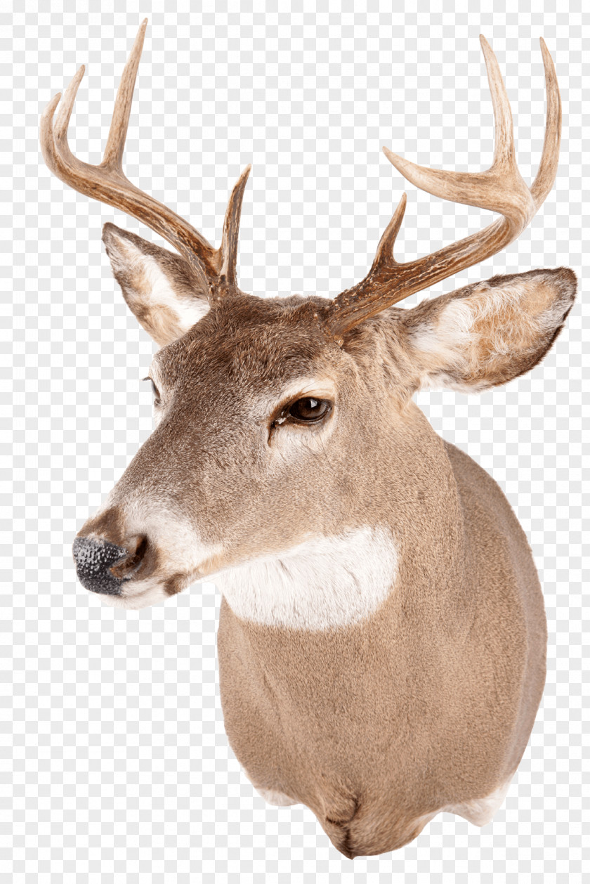 Deer Head White-tailed Red Reindeer Antler PNG