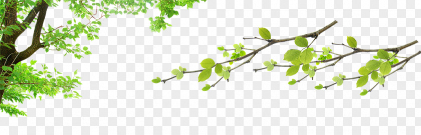 Green Leaves Fundal Download If(we) PNG