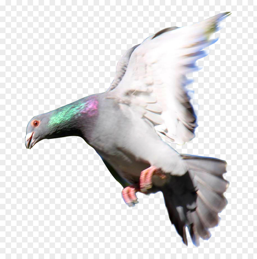 Maven Homing Pigeon Rock Dove Columbidae Las Palomas Mensajeras Racing PNG