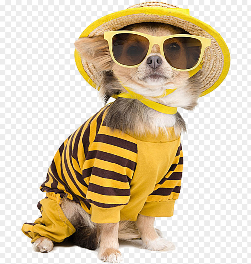 Cool Dog With Sunglasses Chihuahua Puppy T-shirt Stock Photography PNG