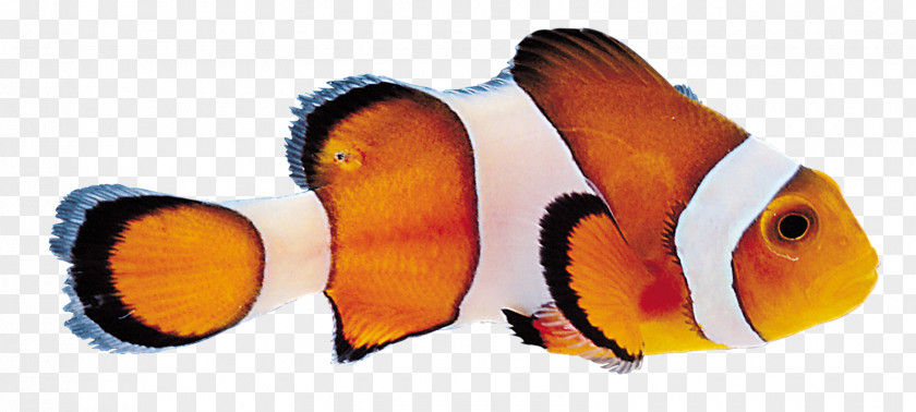 Fish Skin Tropical Digital Image PNG