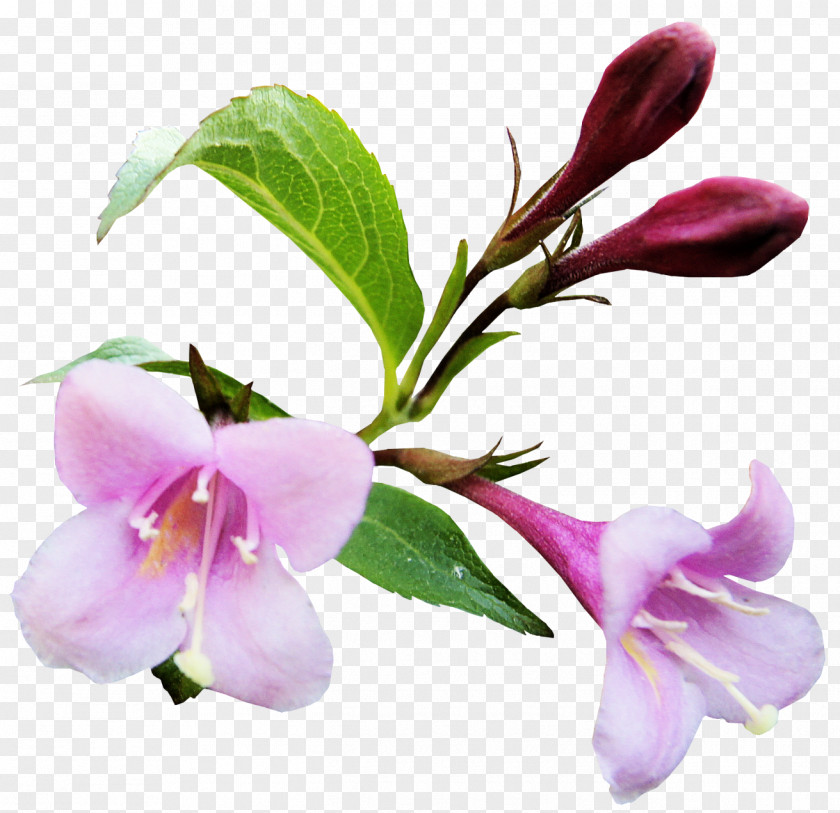 Foto Flower Picture Frames Clip Art PNG