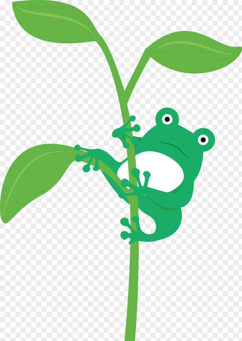 Frogs Leaf Tree Frog Plant Stem Meter PNG
