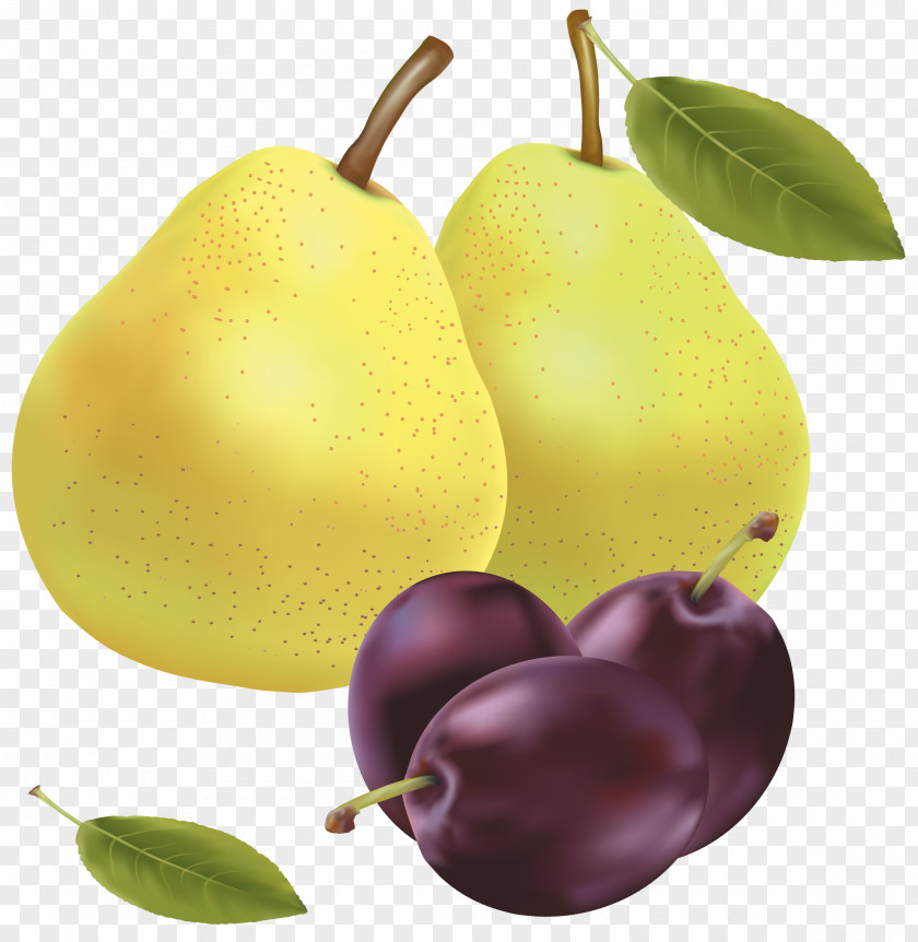 Plum Fruit Pear Clip Art PNG