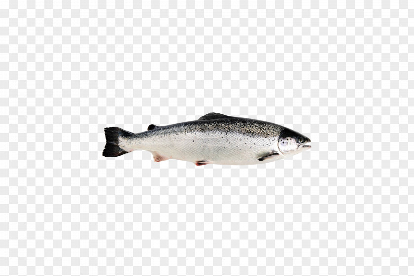 Salmon Sashimi Coho Atlantic Chum Fish PNG