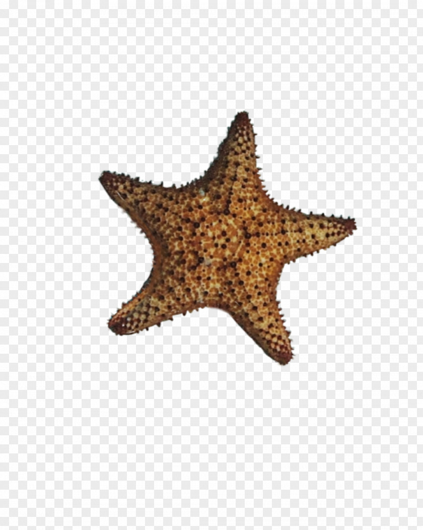 Starfish Star PNG