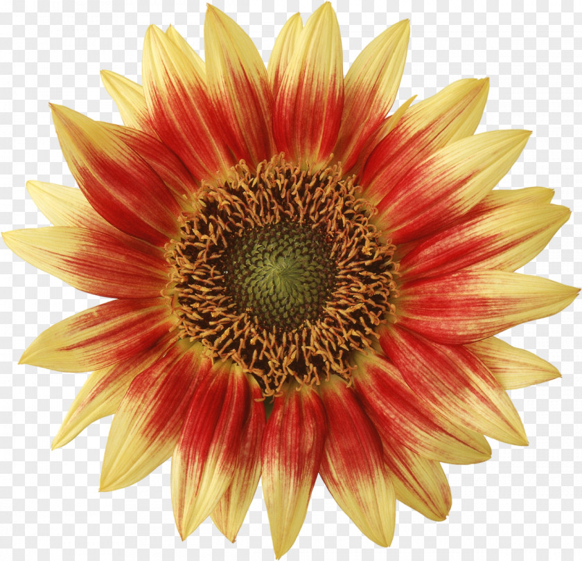 Sunflower Photography Chrysanthemum PNG