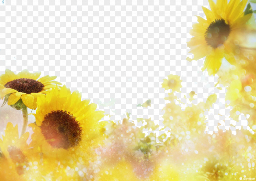 Sunflowers In The Sun PNG