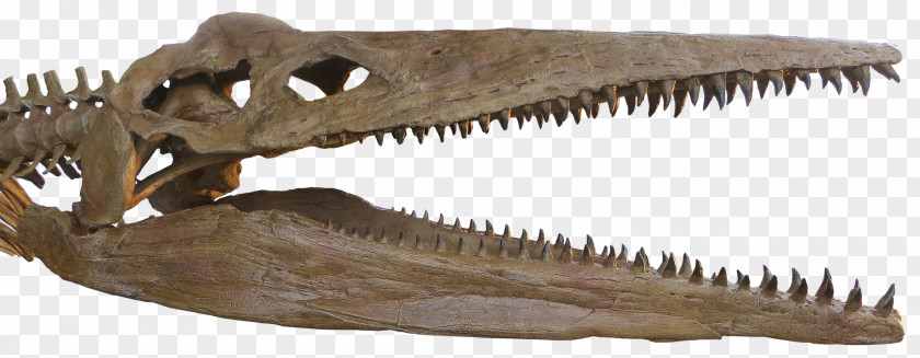 Tyrannosaurus Reptile Pliosauroidea Pliosaurus Plesiosauroidea Skull PNG