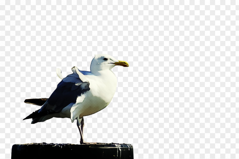 Wing Lari Bird Gull Beak European Herring Great Black-backed PNG