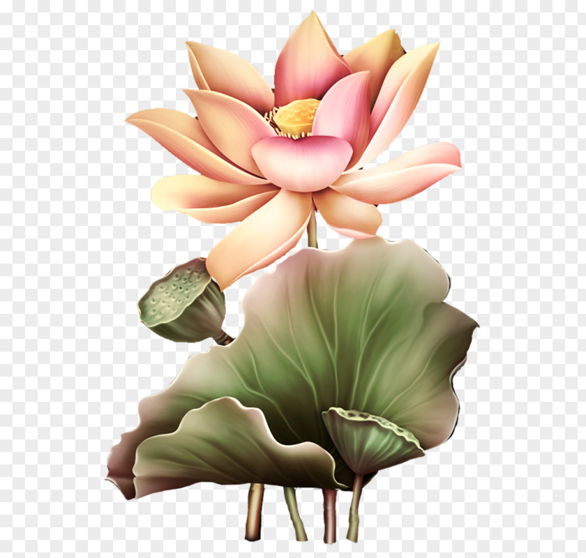 Hand-painted Lotus Flower Nelumbo Nucifera Clip Art PNG
