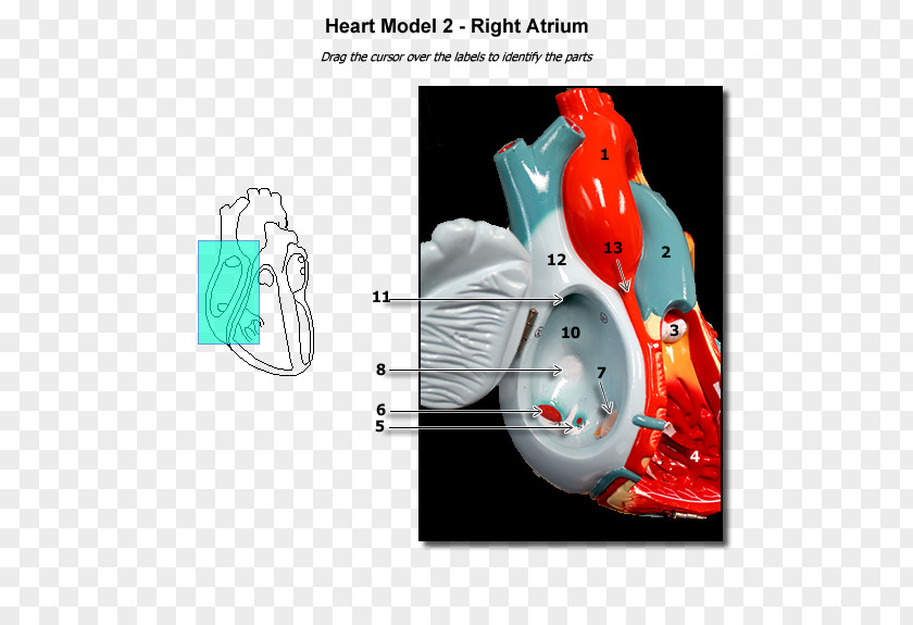Heart Atrium Anatomy Ventricle Physiology PNG