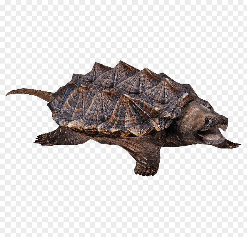 Turtle Common Snapping Reptile Image PNG