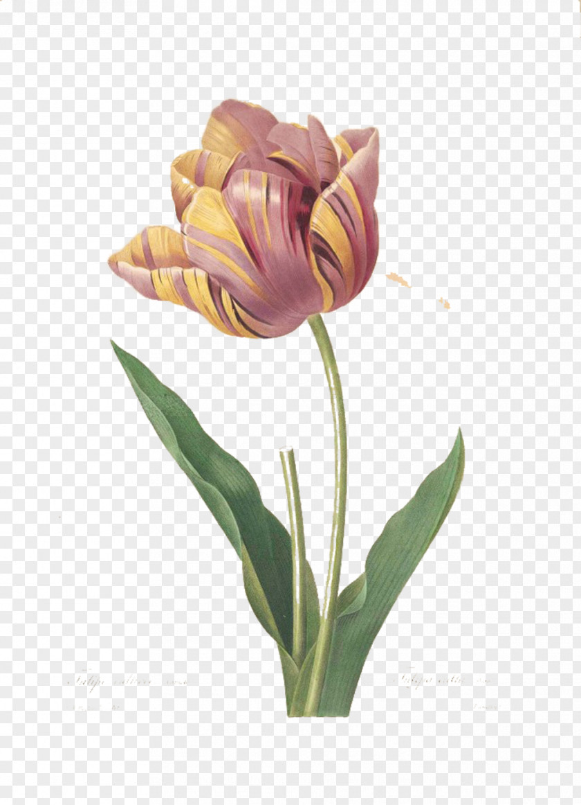 Beautiful Queen Tulip Picture Material Printmaking Rose Painting Illustration PNG