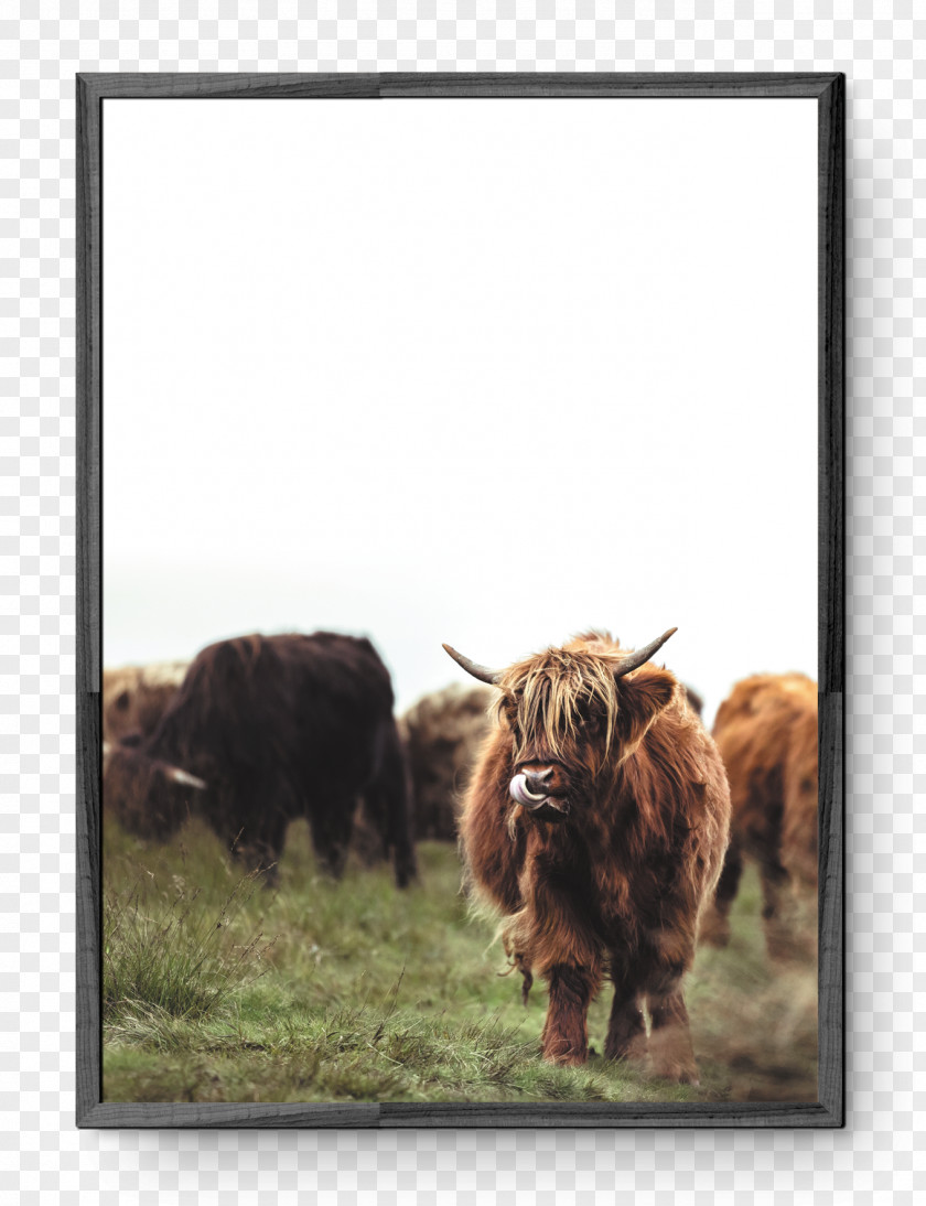 Highland Cow Cattle Scotland Intact GmbH PNG