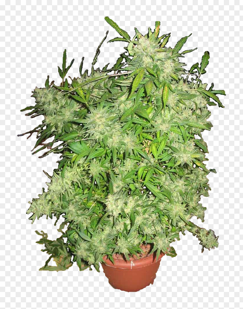 Pot Plant Tree Flowerpot Cannabis Houseplant Evergreen PNG