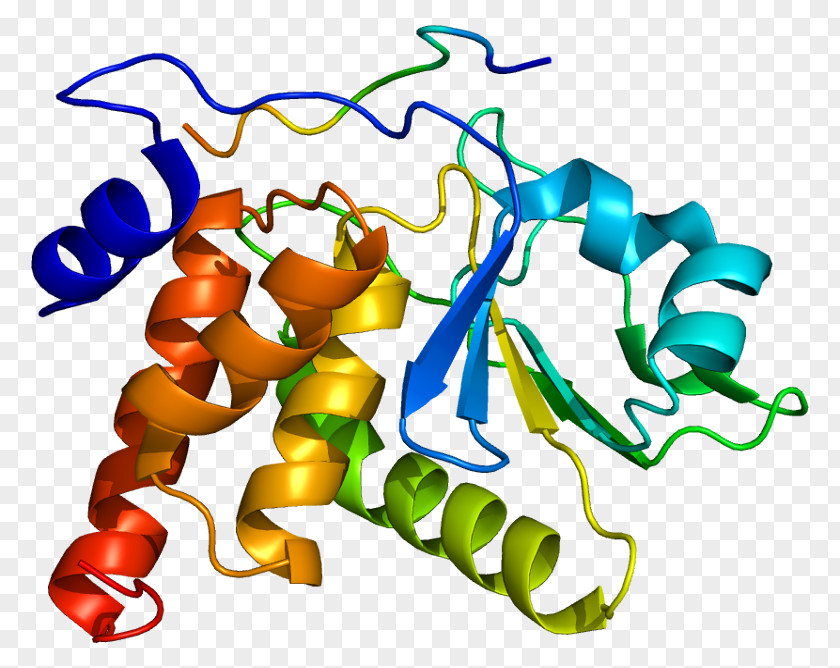 DUSP3 Gene DUSP4 Protein Phosphatase PNG