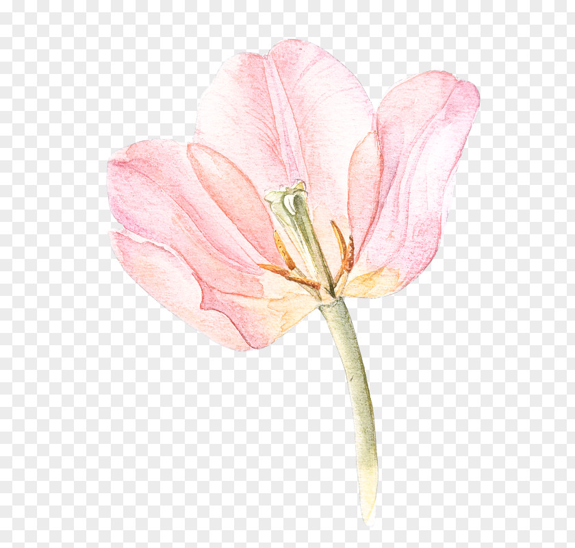 Lily Family Pedicel Flower Flowering Plant Petal Pink PNG