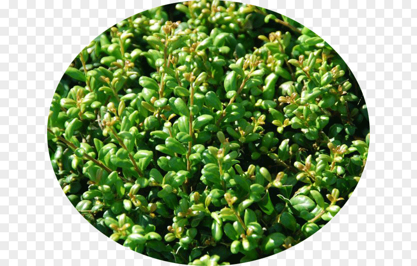 Plant Japanese Holly Buxus Sempervirens Hedge Evergreen PNG