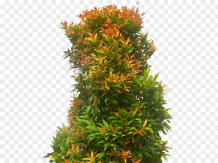Tree Syzygium Paniculatum Eugenia Populus Nigra Shrub PNG