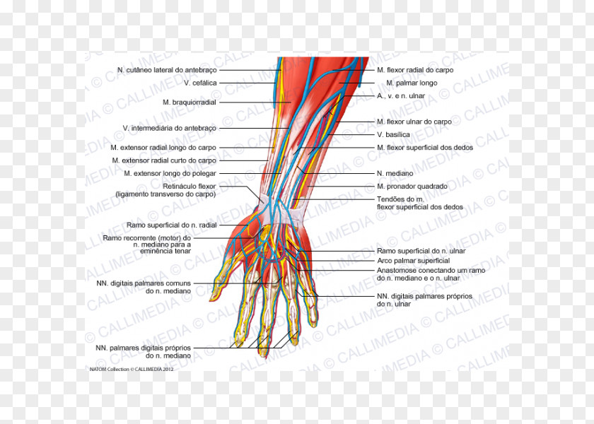 Hand Radial Nerve Forearm Human Anatomy Blood Vessel PNG