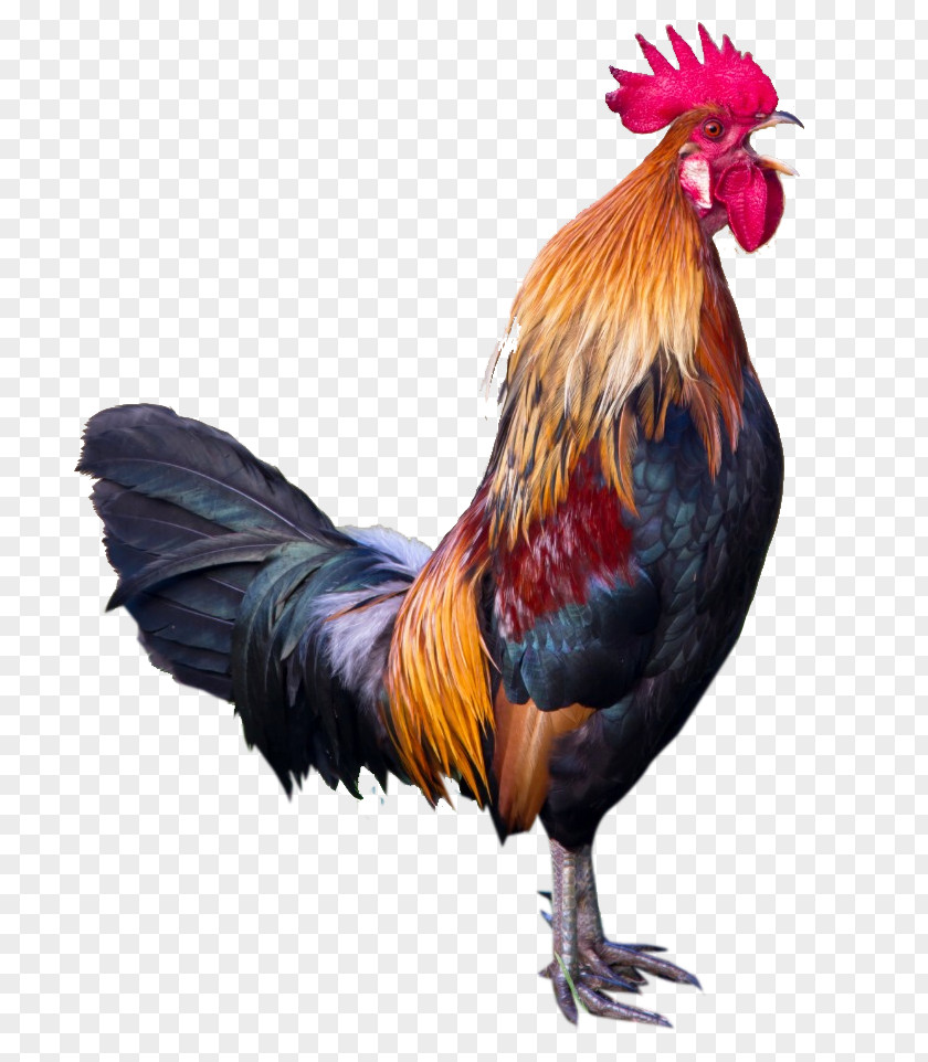 Livestock Poultry Bird Chicken Rooster Fowl Comb PNG